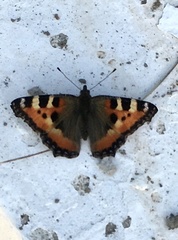 Aglais urticae