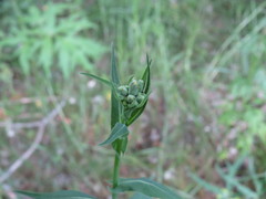 Lactuca quercina