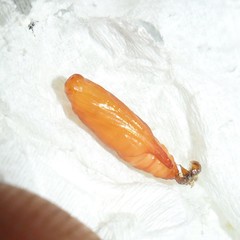 Neoleucinodes elegantalis