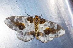 Abraxas miranda aesia