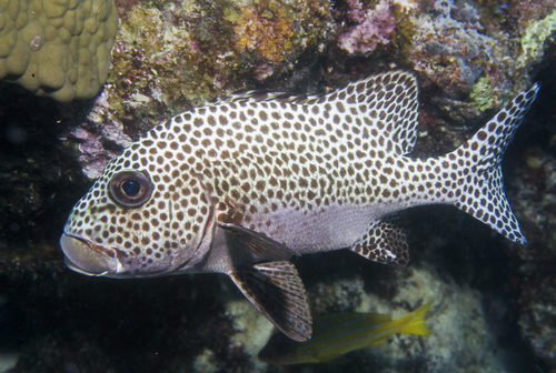 Sweetlips