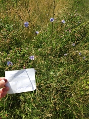 Cichorium intybus