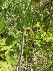 Pteridium latiusculum japonicum