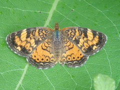 Phyciodes tharos image
