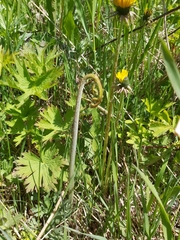 Pteridium latiusculum japonicum
