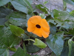 Thunbergia alata