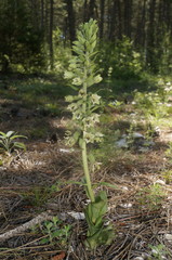 Epipactis krymmontana