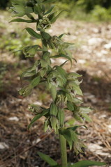 Epipactis krymmontana