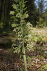 Epipactis krymmontana