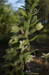 Epipactis krymmontana