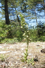 Epipactis krymmontana