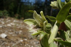 Epipactis krymmontana