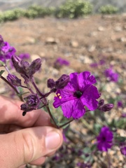 Mirabilis elegans