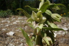 Epipactis krymmontana