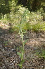 Epipactis krymmontana