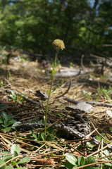 Globularia trichosantha