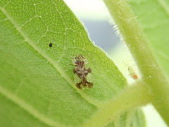 Corythucha juglandis