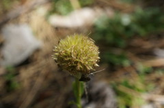 Globularia trichosantha