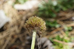 Globularia trichosantha