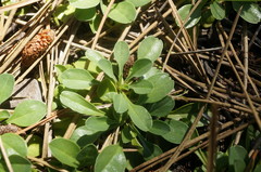 Globularia trichosantha