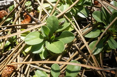 Globularia trichosantha