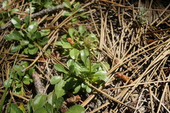 Globularia trichosantha