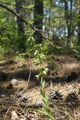 Epipactis krymmontana