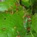 Red Nail Gall Mite - Photo (c) albertogirotto, some rights reserved (CC BY), uploaded by albertogirotto