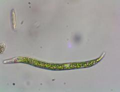 Euglena mutabilis