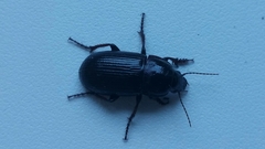 Zabrus tenebrioides
