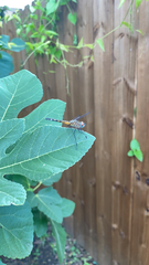 Pachydiplax longipennis