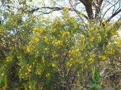 Senna artemisioides artemisioides