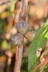 Eucalyptus goniocalyx goniocalyx