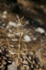 Noccaea macrantha