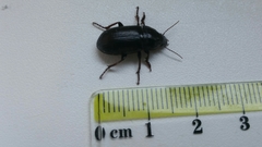 Zabrus tenebrioides
