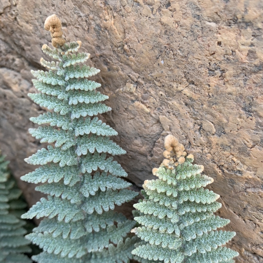 Cheilanthes