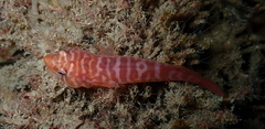 Aspasmogaster costata