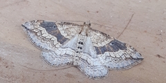 Orthonama evansi