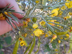 Senna artemisioides artemisioides