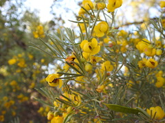 Senna artemisioides artemisioides