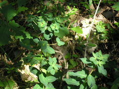Euphorbia tauricola