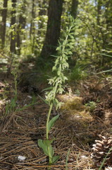 Epipactis krymmontana