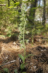 Epipactis krymmontana