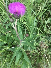 Cirsium heterophyllum
