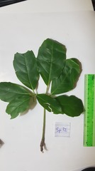 Tetrastigma thorsborneorum