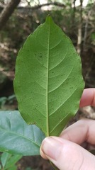 Tetrastigma thorsborneorum