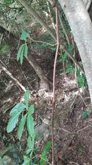 Tetrastigma thorsborneorum