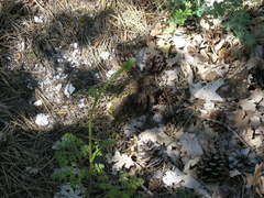 Silphiodaucus hispidus