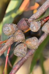 Eucalyptus goniocalyx goniocalyx