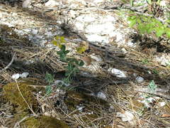 Argyrolobium biebersteinii